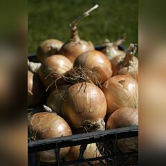 ВИННЕР / WINNER  — семена озимого репчатого лука, HARI SEEDS