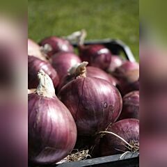LC 0850 — семена красного озимого репчатого лука, HARI SEEDS
