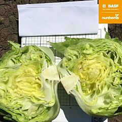 МЕТАЛІЯ / METALIA — насіння салату, Nunhems