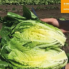ОЛЬГАДА / OLGADA — насіння салату, Nunhems