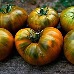 МАЛАХИТ 192 / MALACHITE 192 — семена томата, Enza Zaden