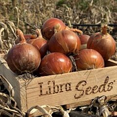 005 F1 — насіння цибулі, LibraSeeds