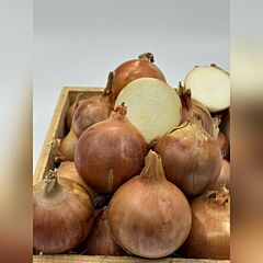 005 F1 — насіння цибулі, LibraSeeds