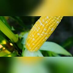 ПРЕРІЯ F1 / PRERIA F1 — насіння цукрової кукурудзи, LibraSeeds