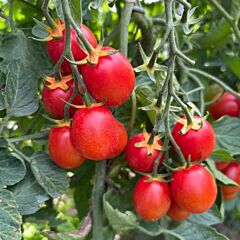 КРЕЙЗИ ЧЕРИ F1 / CRAZY CHERRY F1 — семена томата, Clause
