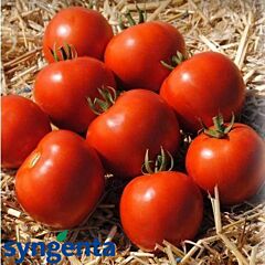 МАМАКО F1 / MAMAKO F1 - насіння детермінантного томату, Syngenta