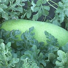ІНХ 1739 F1 / INX 1739 F1 — насіння кавуна, INNOVA SEEDS