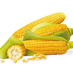 ЗЕАТОН F1 / ZEATON F1 — семена сахарной кукурузы, INNOVA SEEDS