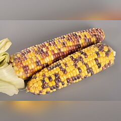 УКРАЇНСЬКИЙ БІКОЛОР F1 / UKRAINSKYI BIKOLOR F1 — насіння цукрової кукурудзи, Мнагор