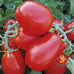 1510 F1 - насіння томата (помідора), Lark Seeds