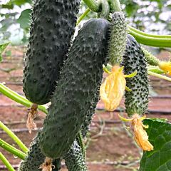 ЕС 22011 F1 / ES 22011 F1 — семена огурца, Ergon Seed