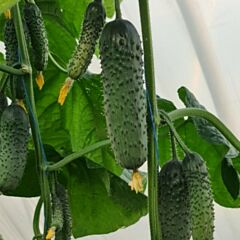 КС 507 F1 / KS 507 F1 — насіння огірка, Kitano Seeds
