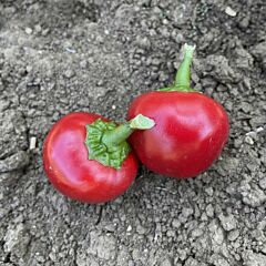 РЕД ЧЕРИ СМОЛ F1 / RED CHERRY SMALL F1 — семена перца, Esasem