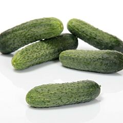 ТЕСЛІН F1 — насіння огірка, Sakata