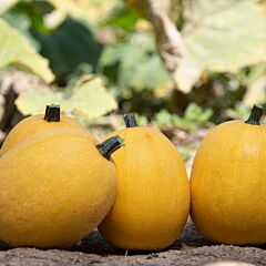 АЛЬДЕНТЕ F1 — насіння гарбуза, Sakata