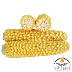 1707 F1 - семена сахарной кукурузы, Lark Seeds