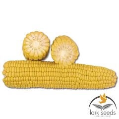 1708 F1 - семена сахарной кукурузы, Lark Seeds