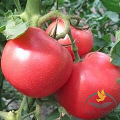 1804 F1 - семена томата (помидора), Lark Seeds