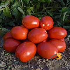 1892 F1 - семена томата (помидора), Lark Seeds