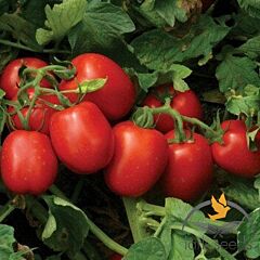 1015 F1 - семена томата (помидора), Lark Seeds