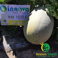 ИНХ 1037 F1 / INX 1037 F1 - семена дыни, INNOVA SEEDS