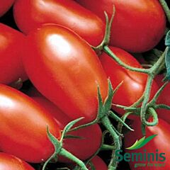 ХАЙПИЛ 108 F1 / HYPEEL 108 F1 - семена томата (помидора), Seminis
