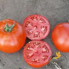 1502 F1 - насіння томата (помідора), Lark Seeds