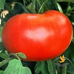 1606 F1 - семена томата (помидора), Spark Seeds