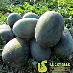 LS 1802 F1 - насіння кавуна, Lucky Seed