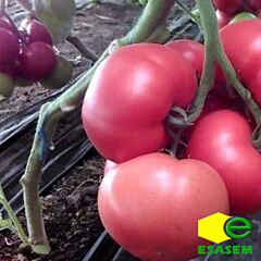 ТЛ 18304 F1 / TL 18304 F1 - насіння томата (помідора), Esasem