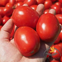 1892 F1 - насіння томата (помідора), Lark Seeds