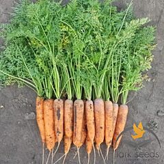 1932 F1 - семена моркови, Lark Seeds