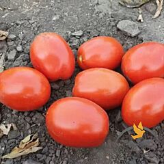 2053 F1 - насіння томата (помідора), Lark Seeds