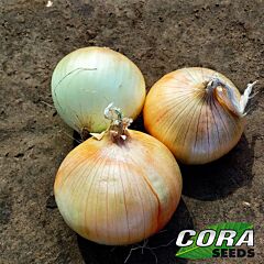 ЦРХ 2554 F1 / CRX 2554 F1 - семена лука, Cora Seeds