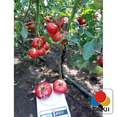 ТЕХ 2721 F1 / TEH 2721 F1 - семена томата (помидора), Takii Seeds