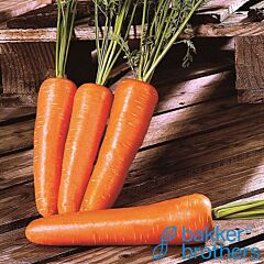 ШАНТАНЕ РЕД КОРЕД 2 / SHANTANE RED CORED 2 - насіння моркви, Bakker Brothers