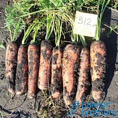 ПЛ 312 F1 / PL 312 F1 - семена моркови, Bakker Brothers