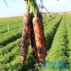 ПЛ 316 F1 / PL 316 F1 - насіння моркви, Bakker Brothers