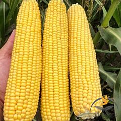 3517 F1 - семена сахарной кукурузы, Lark Seeds