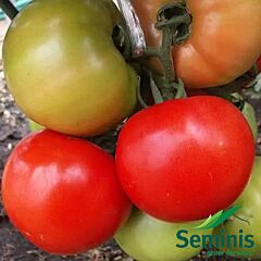 ФЛОРІДА 47 F1 / FLORIDA 47 F1 - насіння томата (помідора), Seminis