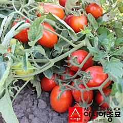 ПЛ 6215 F1 / PL 6215 F1 - насіння томата (помідора), Asia Seed