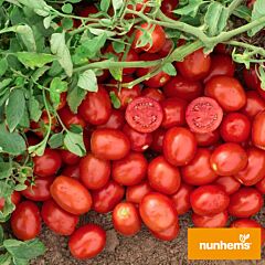 № 6416 F1 - насіння томата (помідора), Nunhems
