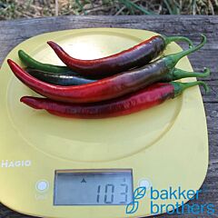 ПЛ 6722 F1 / PL 6722 F1 - семена перца, Bakker Brothers
