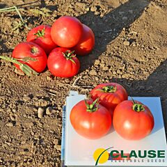 ЙОЛНАР F1 / IOLNAR F1 - насіння томату, Clause