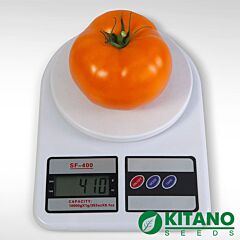 АЙСАН (КС 18) F1 / AISAN (KS 18) F1 - насіння томата (помідора), Kitano Seeds