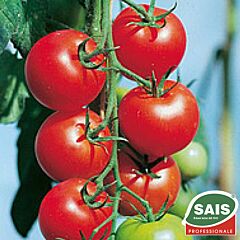 АКРАЙ F1 / AKRAJ F1 - насіння томата (помідора), Sais