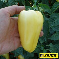 АМИКА F1 / AMIKA F1 - семена перца, Semo