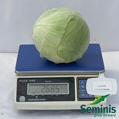 АММОН F1 / AMMON F1 - насіння білоголової капусти, Seminis