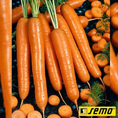 АНИНА / ANINA - семена моркови, Semo
