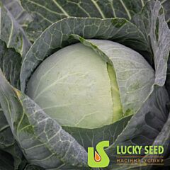 АРТЕК F1 / ARTEK F1 - семена белокачанной капусты, Lucky Seed